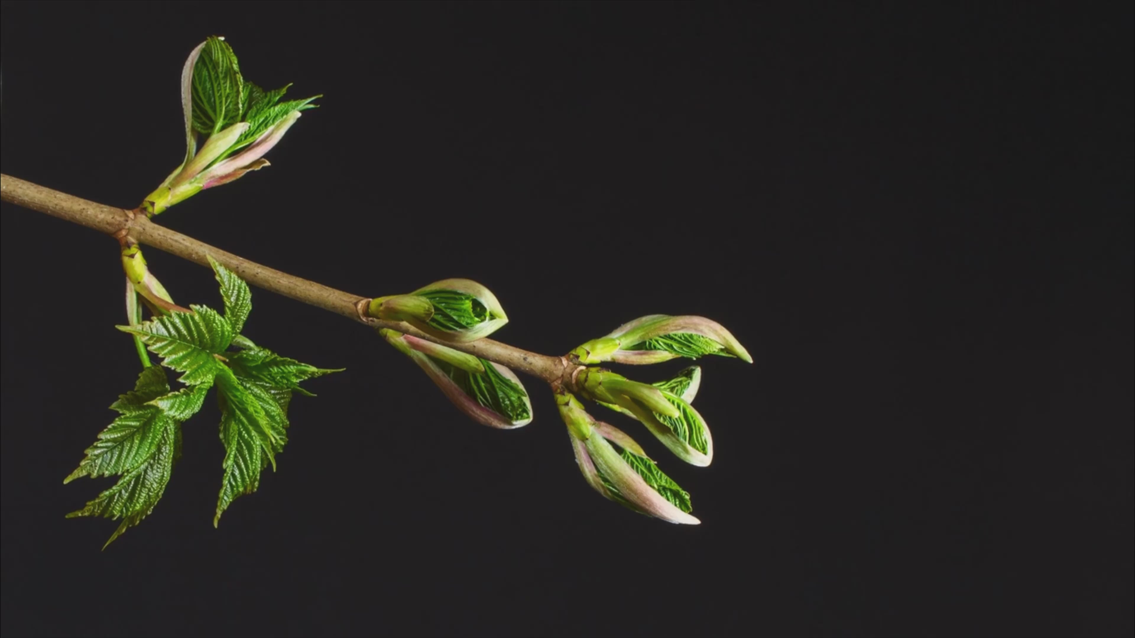 Fluency Beauty macro shot of oak tree leaves blooming, HD, vivid, vegan makeup